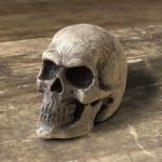 Small Skull - Natural Color - Foam Throwing Weapon and Prop