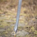 Elven Sword - 33'' - Foam Sword